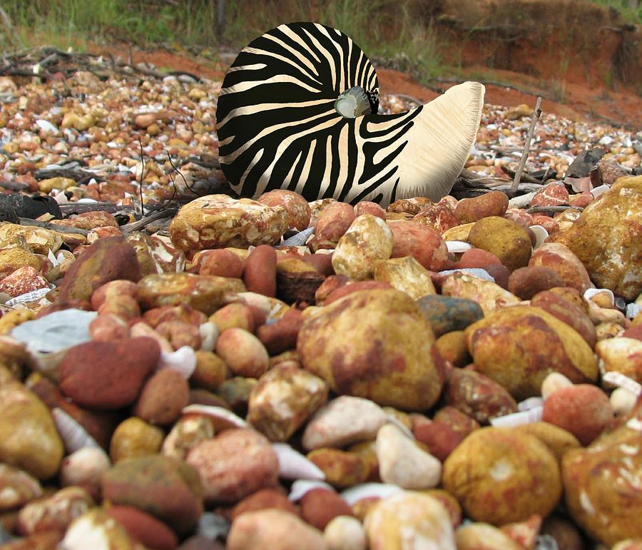 Zebra Nautilus Shell on Bauxite Beach Mixed Media by Joan Stratton
