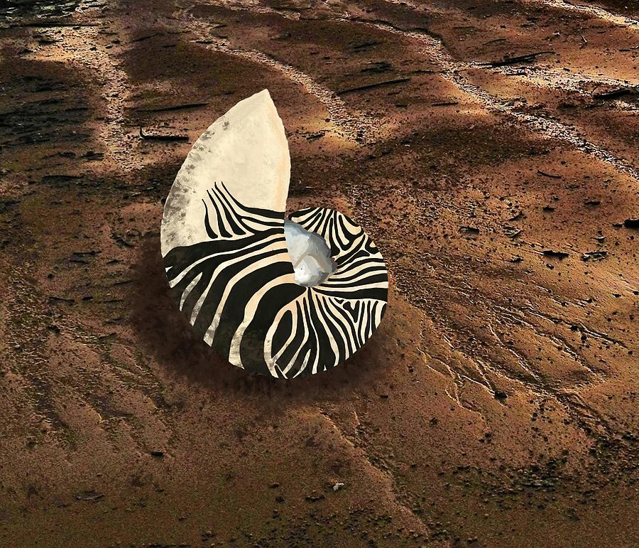 Zebra Nautilus Shell on the Sand Mixed Media by Joan Stratton