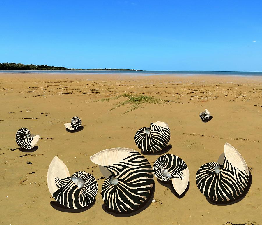 Zebra Nautilus Shells on the Beach  Mixed Media by Joan Stratton