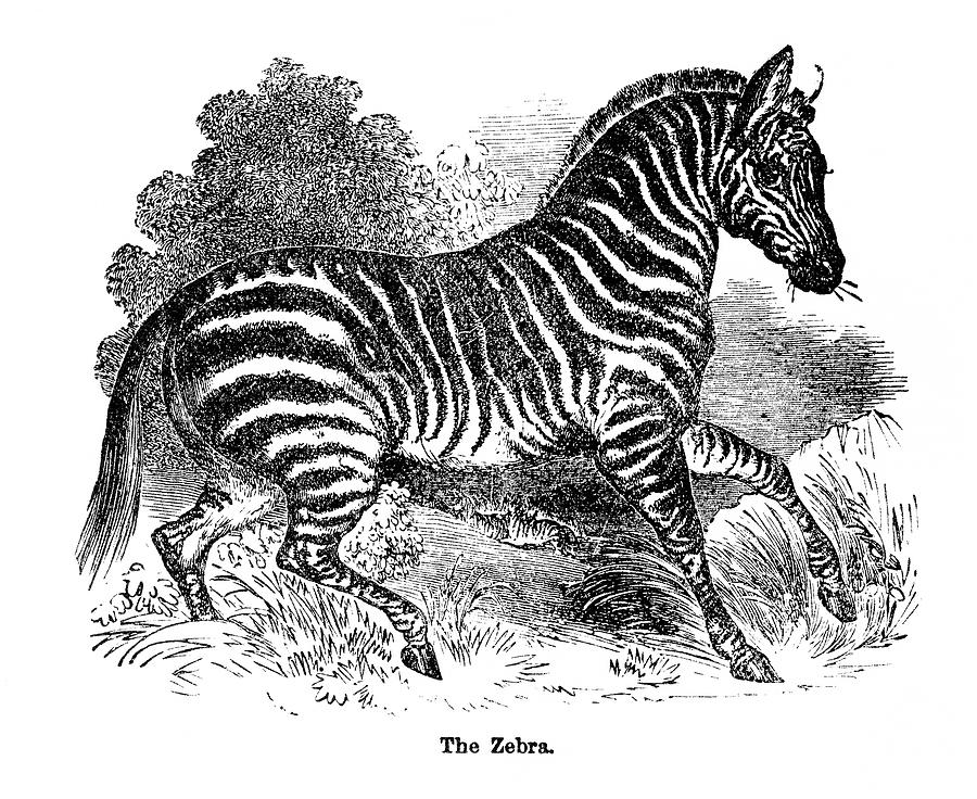 Zebra Digital Art by Nnehring