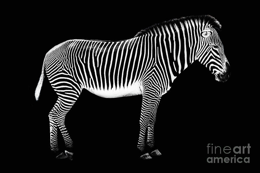 Zebra on black background Photograph by Delphimages Photo Creations