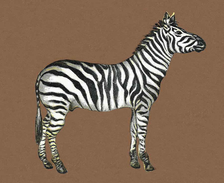Vintage Drawing - Zebra on Brown Background by CSA Images