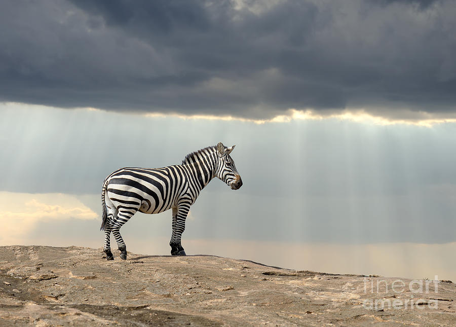 Game Photograph - Zebra On Stone In Africa, National Park by Volodymyr Burdiak Game Photograph - Zebra On Stone In Africa, National Park by Volodymyr Burdiak