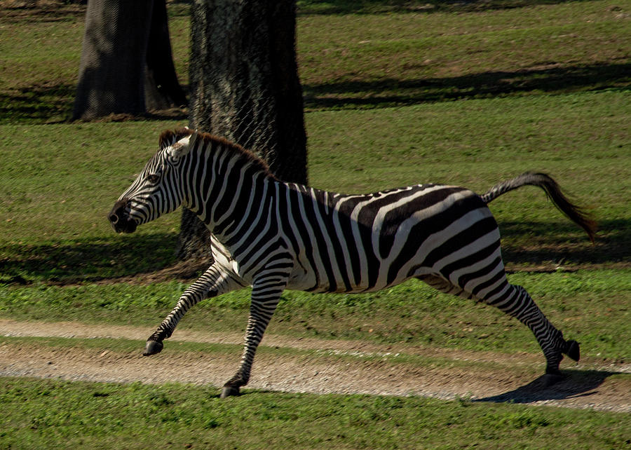 Zebra on the Run Photograph by Margaret Zabor - Pixels