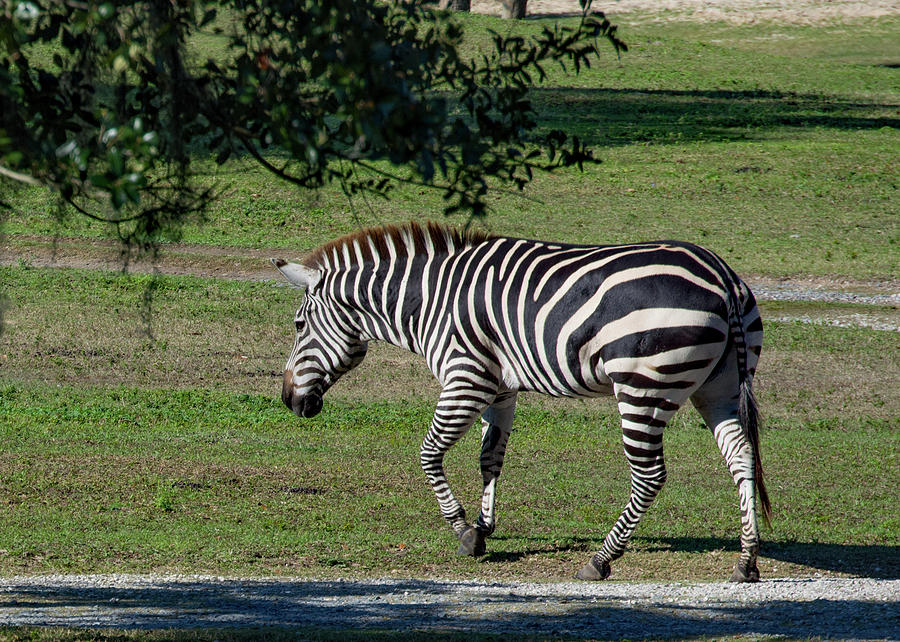 Zebra Out for a Stroll Photograph by Margaret Zabor