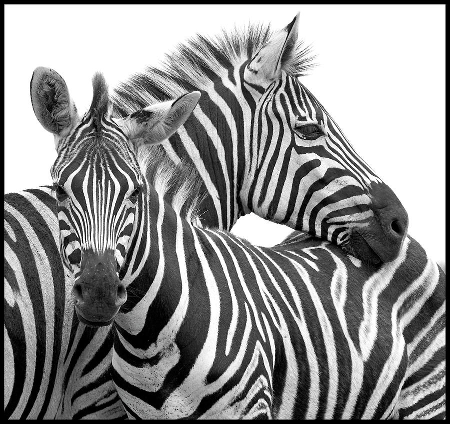 Zebra Pair Photograph by Bill Davies Sa