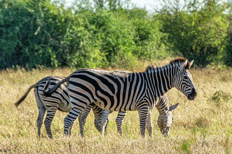 Zebra Pair Photograph by Douglas Wielfaert