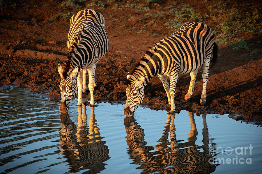 Zebra Pair Drinking Photograph