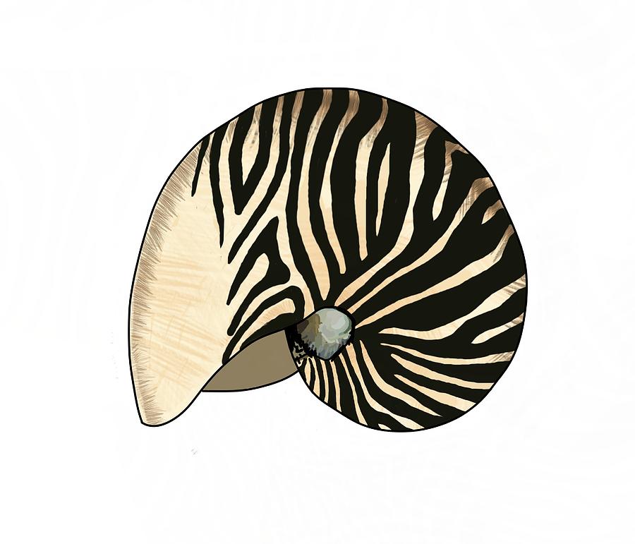 Zebra Striped Nautilus Shell Curled Down Mixed Media by Joan Stratton