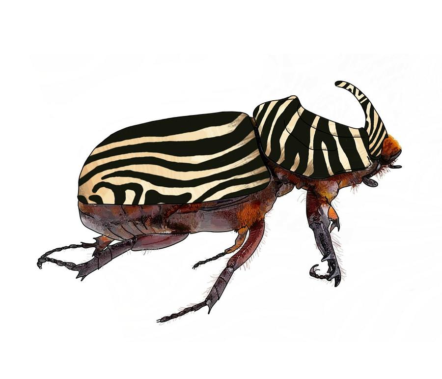 Zebra Pattern Rhinoceros Beetle 1 Drawing by Joan Stratton