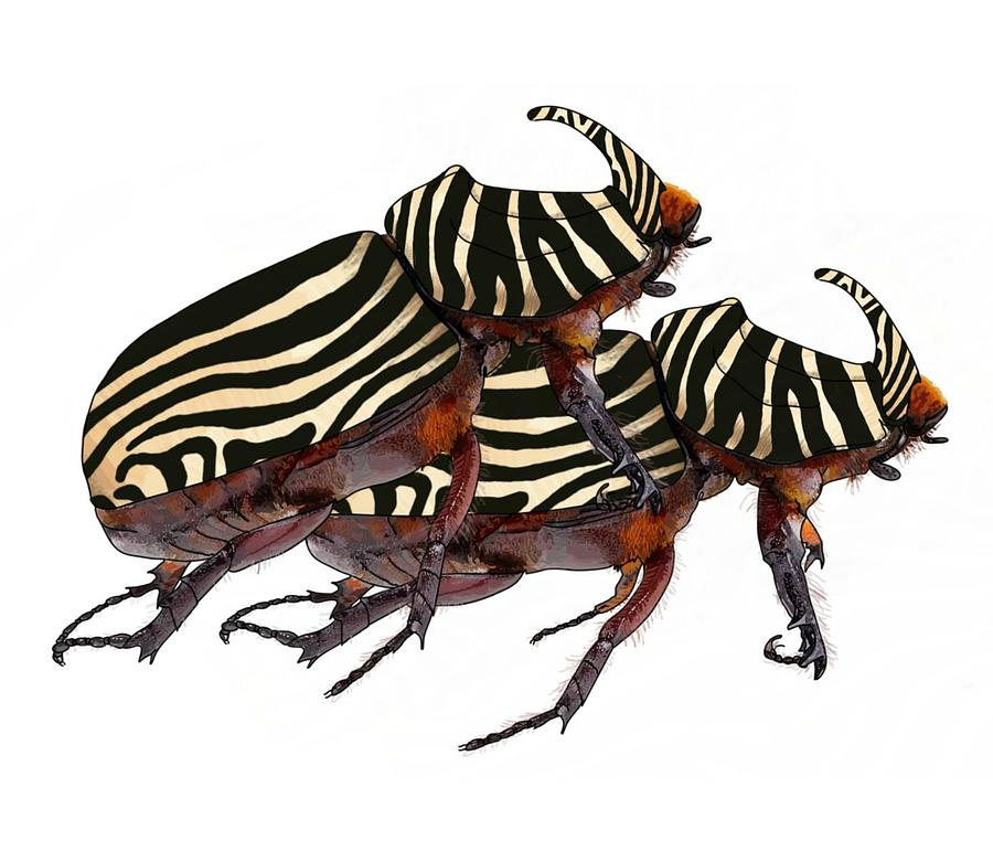 Black And White Zebra Striped Rhinoceros Beetles Digital Art by Joan Stratton