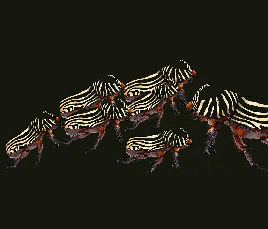 Zebra Pattern Rhinoceros Beetle 3 Drawing by Joan Stratton