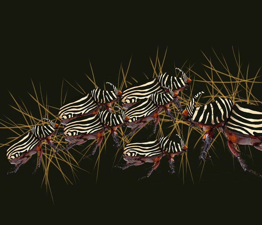Black And White Drawing - Zebra Pattern Rhinoceros Beetle 4 by Joan Stratton