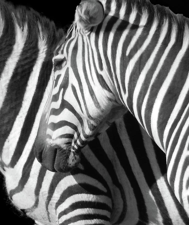 Black And White Photograph - Zebra by Phil And Karen Rispin