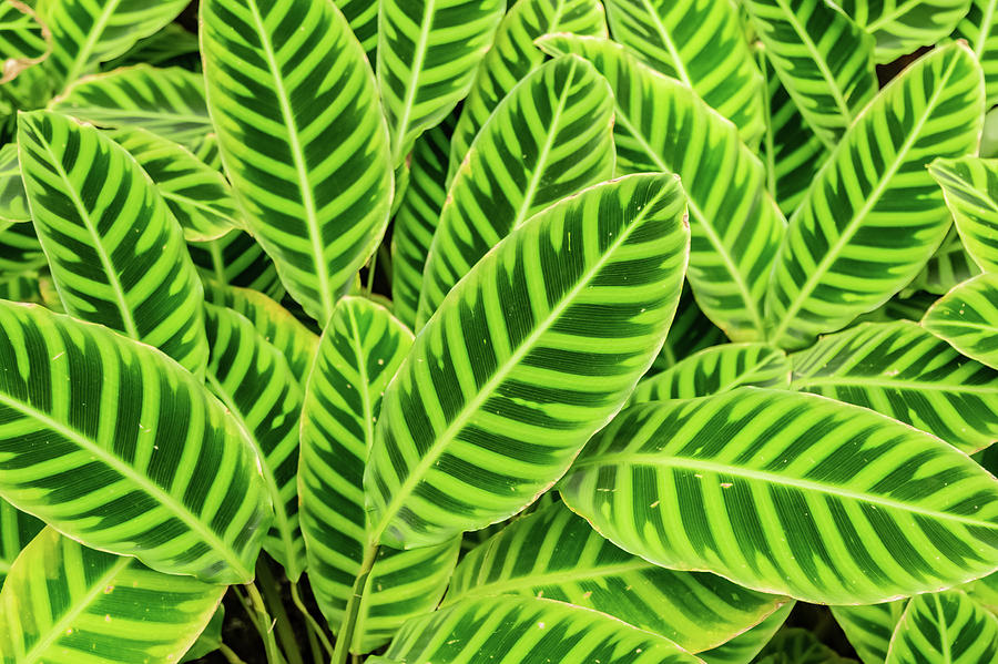 Zebra Plant Photograph by Joe Kopp