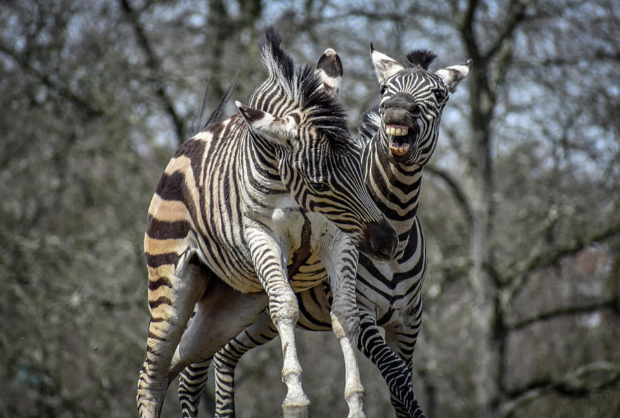 Zebra Play Photograph by Michelle Wittensoldner