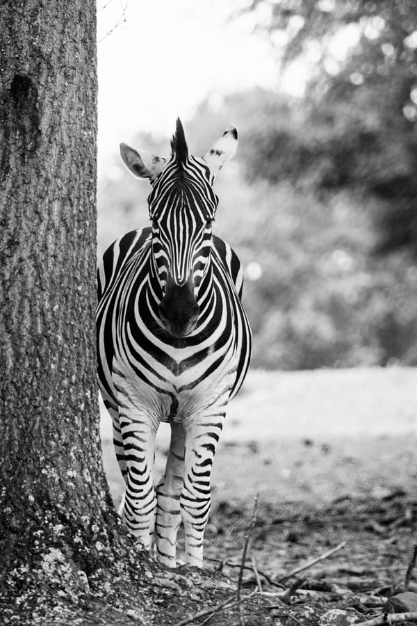 Black And White Photograph - Zebra Portrait - Black and White by Mary Ann Artz