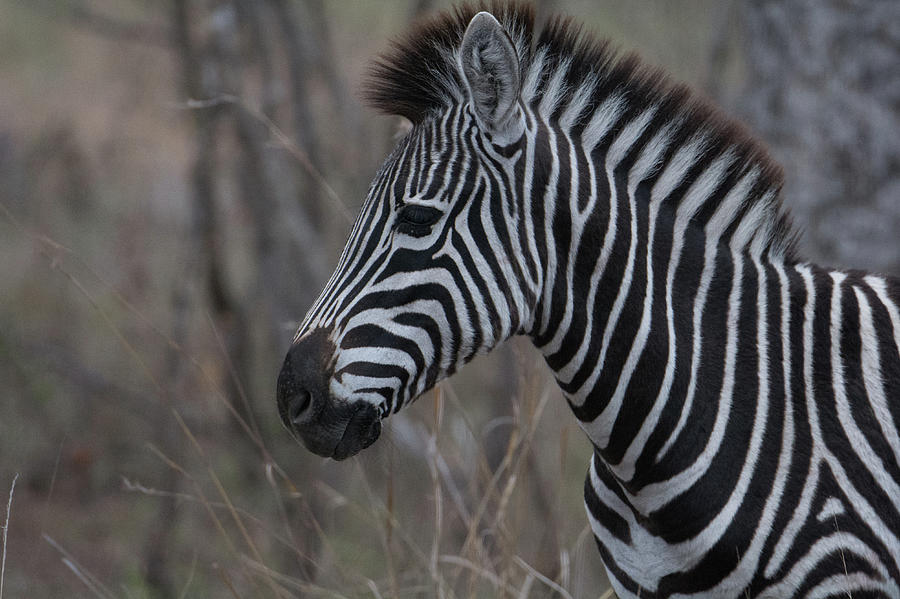 Zebra Portrait in Profile Photograph by Mark Hunter