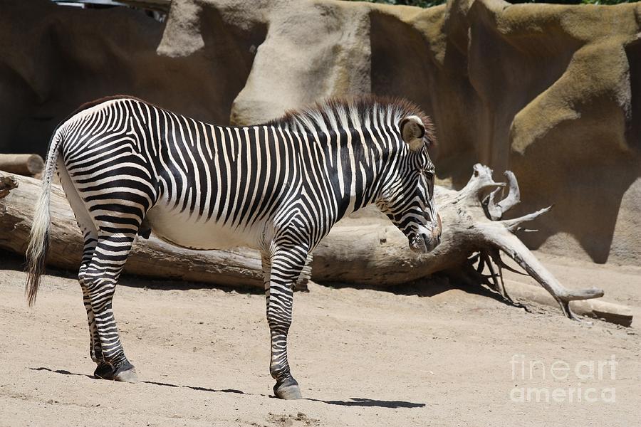 Zebra Profile  Photograph by John Telfer
