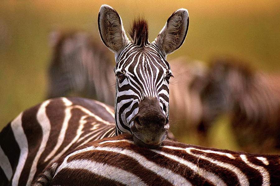 Wildlife Photograph - Zebra Resting by Xavier Ortega