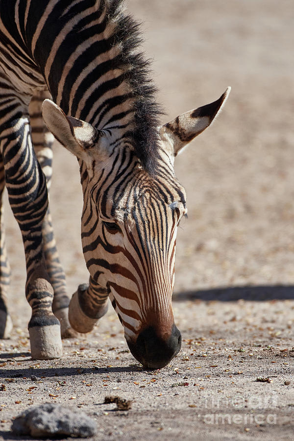 Zebra Photograph by Robert WK Clark