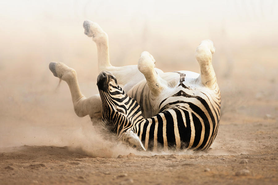 Animal Photograph - Zebra Rolling On Dusty Sand by Johan Swanepoel