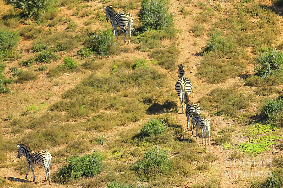 Zebra running aerial view Photograph by Benny Marty