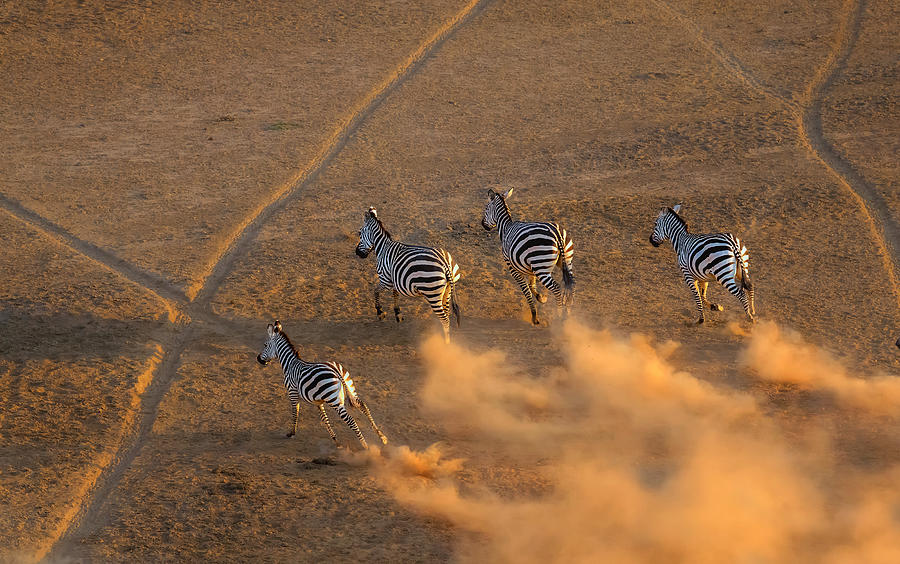Zebra Photograph - Zebra Running In  The Sunset by Jie  Fischer
