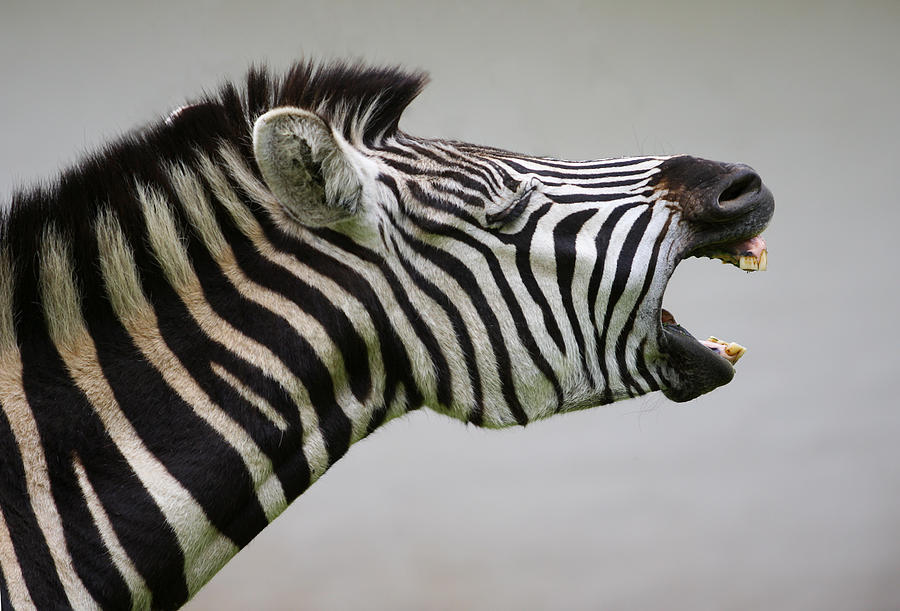 Zebra Scream One Photograph by Manoafrica