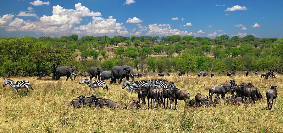 Zebra, Serengeti Np, Tanzania Digital Art by Hp Huber