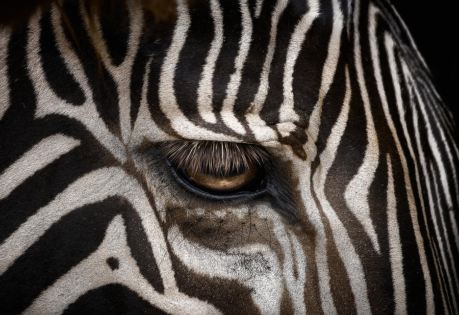 Zebra Skin Photograph by Helena Garcia Huertas