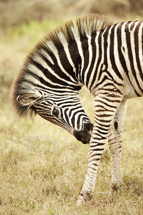 Zebra, South Africa Digital Art by Richard Taylor