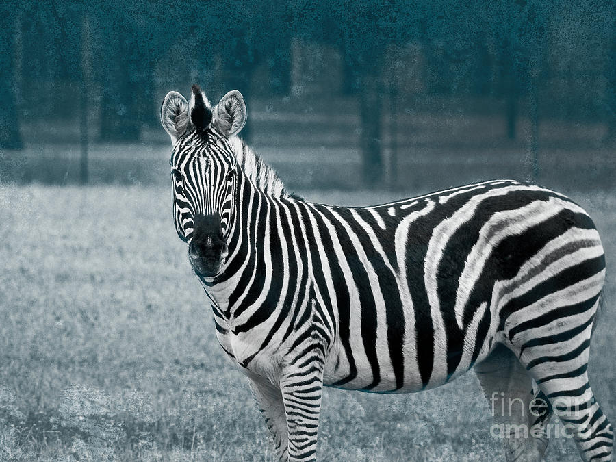 Zebra Standing Alone Photograph by Ella Kaye Dickey