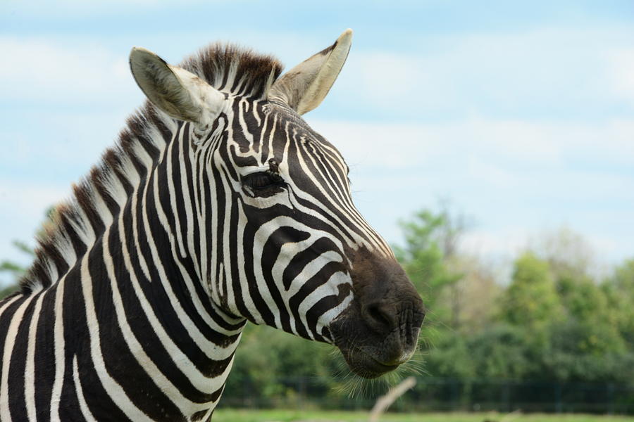 Zebra Photograph by Stephen Path