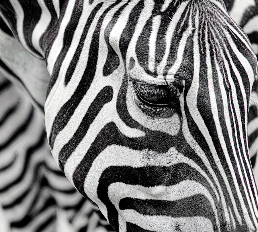 Zebra Stripes Photograph by Andrew Jk Tan