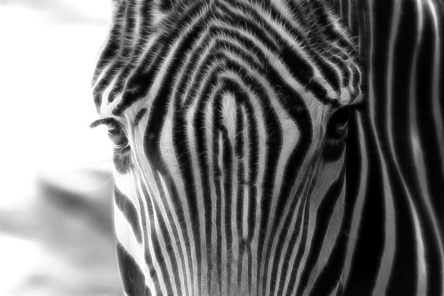 Zebra Stripes Photograph by Athena Mckinzie