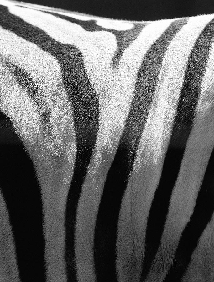 Zebra Stripes Photograph by Bill Varie
