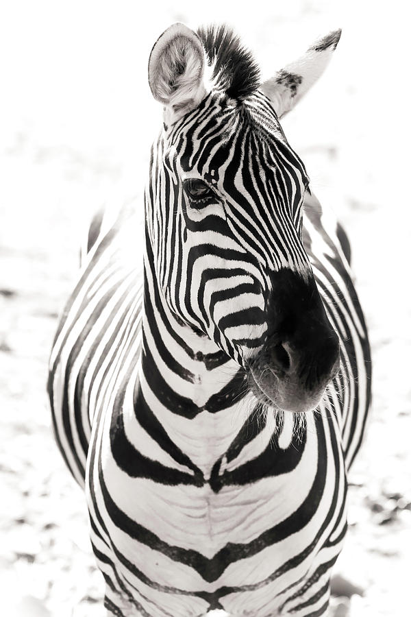 Zebra Stripes BW II Photograph by Athena Mckinzie