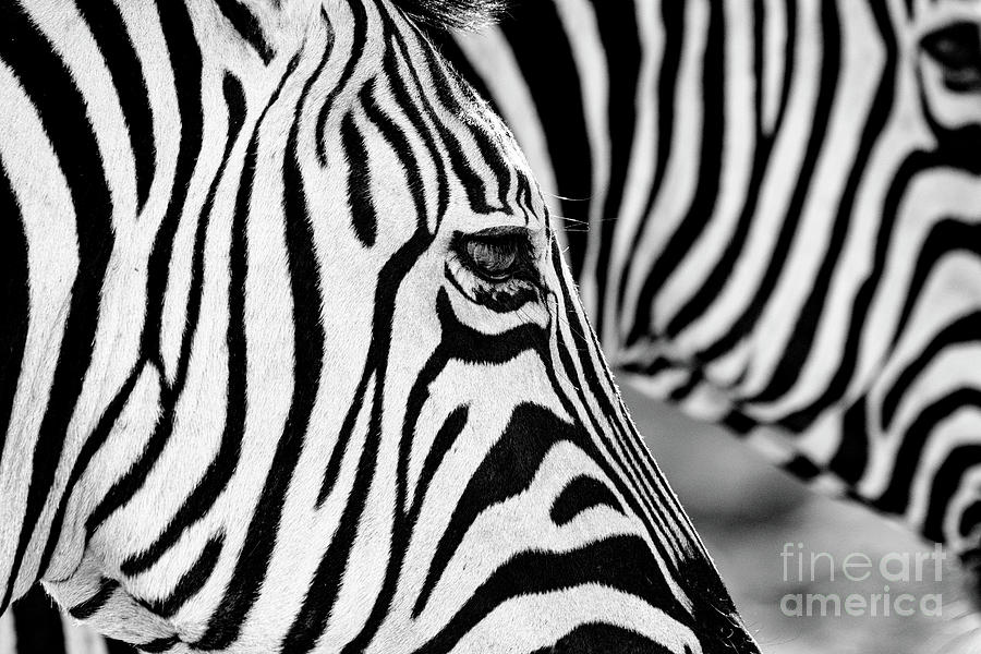 Zebra Stripes Photograph by Chris Kolaczan Zebra Stripes Photograph by Chris Kolaczan