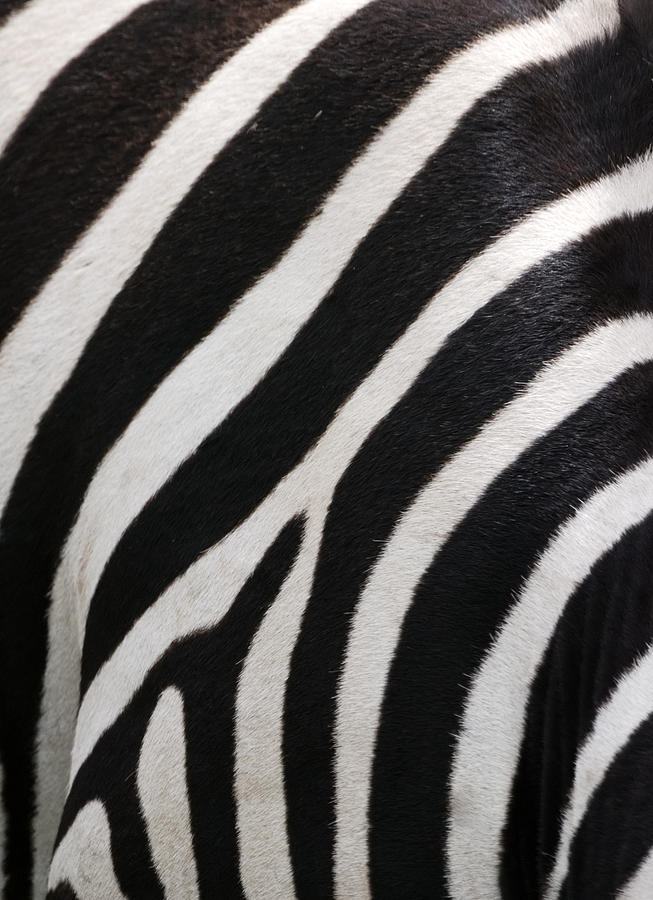 Zebra Stripes Photograph by Freder