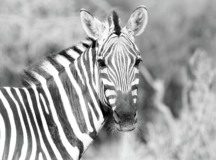 Zebra Stripes In The Savannah Photograph by Athena Mckinzie