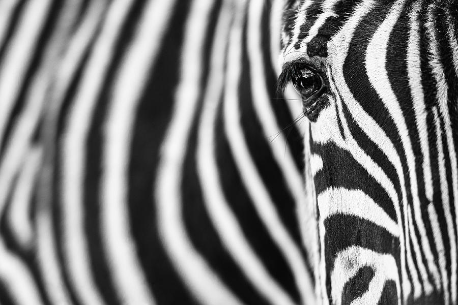Animal Photograph - Zebra Stripes by Richard Guijt
