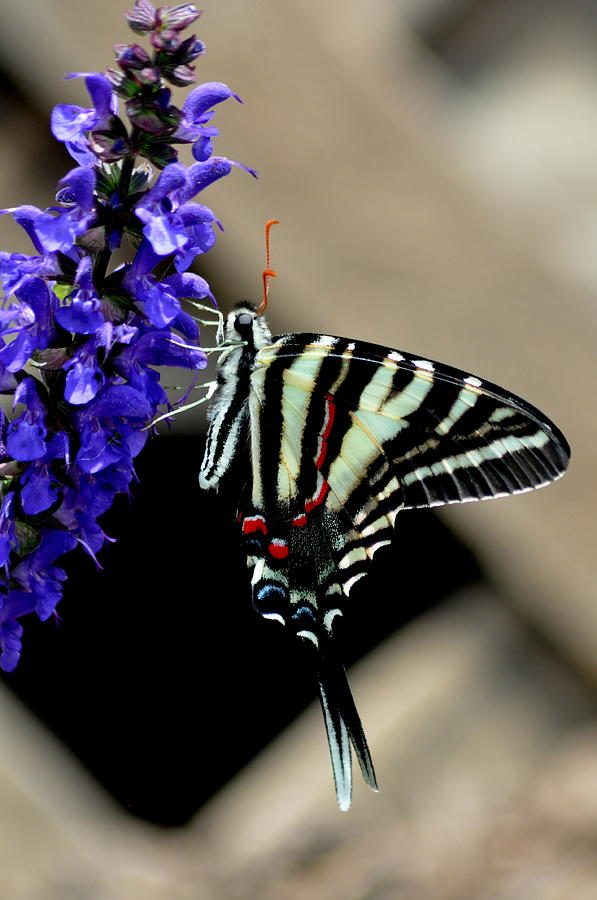 Zebra Swallowtail Photograph