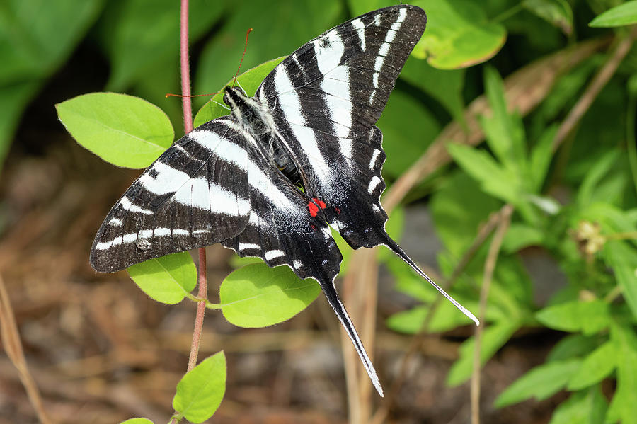Zebra Swallowtail Butterfly #1 Photograph by Todd Henson