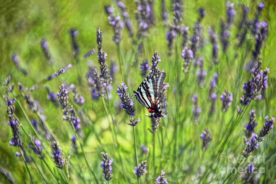 Zebra Swallowtail Butterfly in Lavender Field Photograph by Catherine Sherman
