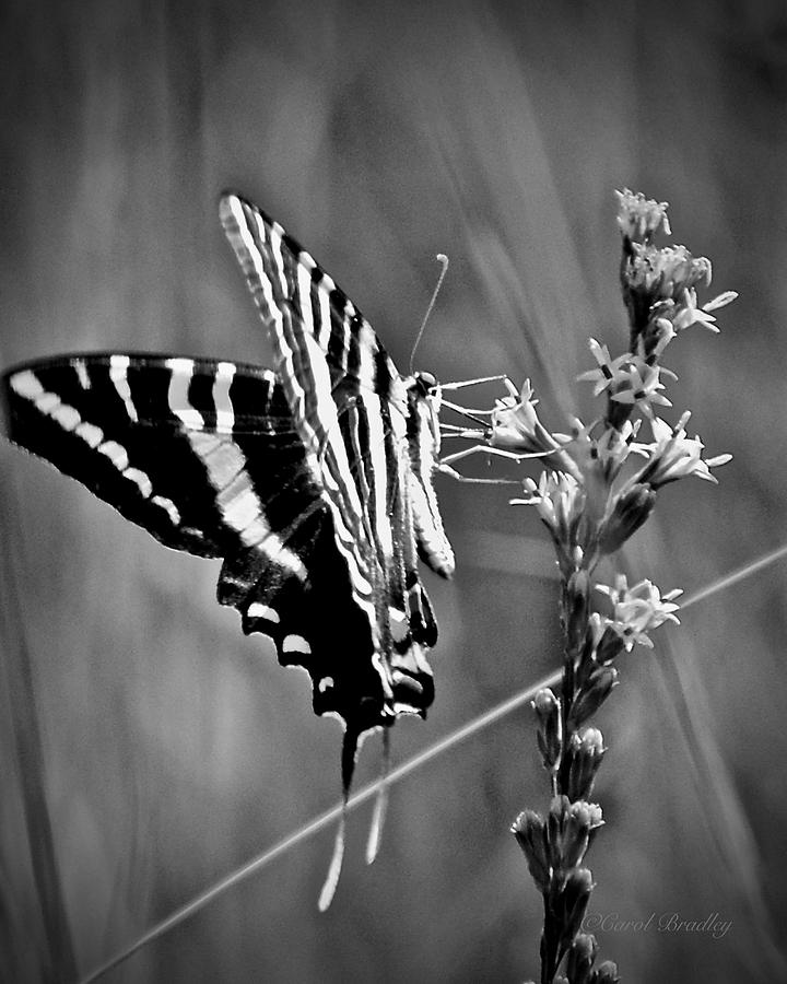 Zebra Swallowtail Butterfly on Liatris Flower Photograph by Carol Bradley