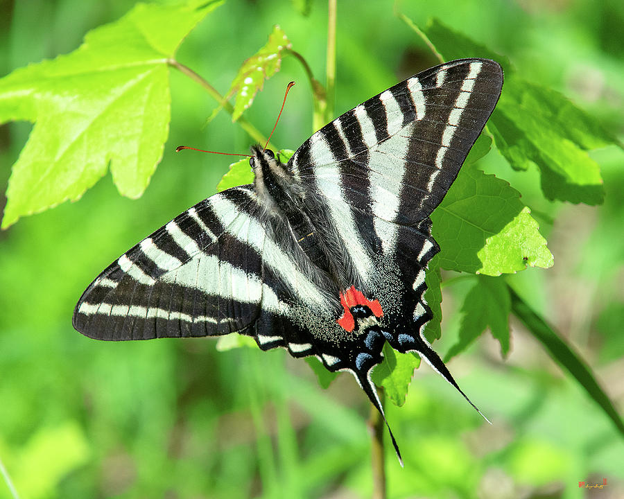 Zebra Swallowtail DIN0279 Photograph by Gerry Gantt