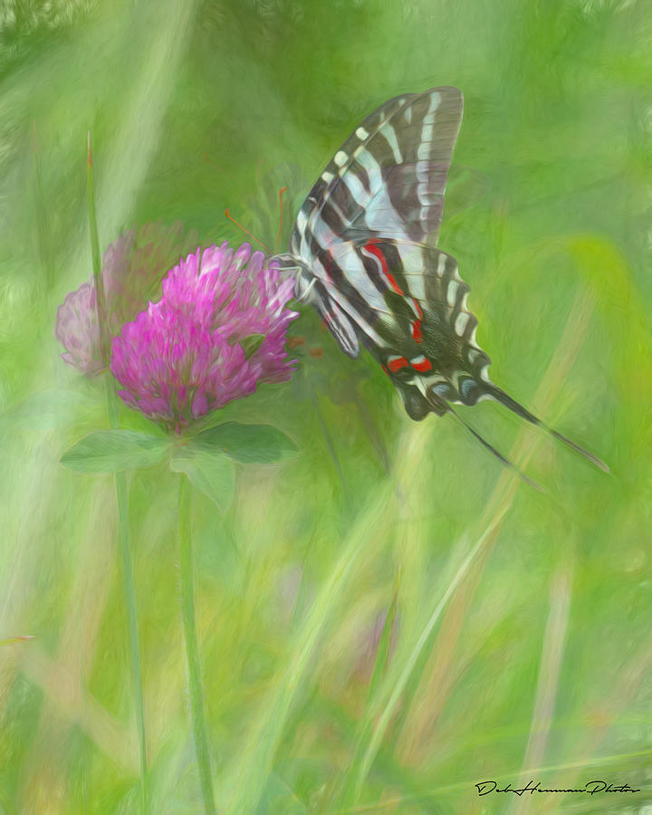 Zebra Swallowtail Dreams Photograph By Deb Henman Fine Art America