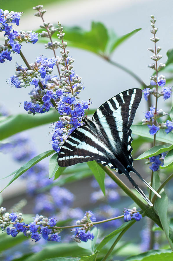 Zebra Swallowtail Photograph by Ginger Stein