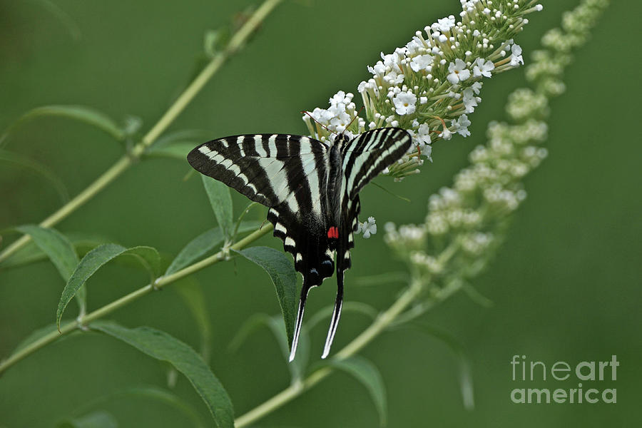 Zebra Swallowtail on Butterfly Bush Photograph by Robert E Alter Reflections of Infinity
